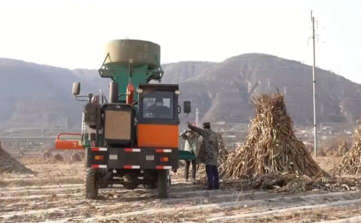 近日，走進(jìn)曲子鎮(zhèn)孟家寨村，工人們正駕駛農(nóng)機(jī)將秸稈打包回收，袁歲寶跟在機(jī)器后面細(xì)細(xì)數(shù)著自家玉米地剛剛打包完成的草包。